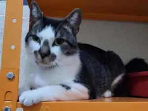 Gato raça S.R.D. idade 1 ano nome Sonho