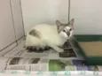 Gato raça Srd idade 7 a 11 meses nome Branquinho