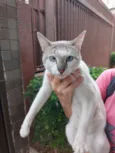Gato raça Srd idade 7 a 11 meses nome Branquinho
