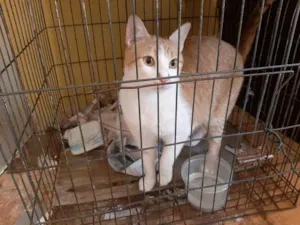 Gato raça Srd idade 1 ano nome Laranjinha