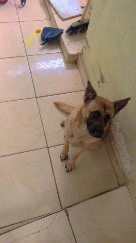 Cachorro ra a Pastor alemão não puro idade 2 anos nome Maya