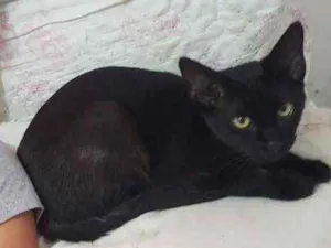 Gato raça Srd idade 2 a 6 meses nome Pretinhos