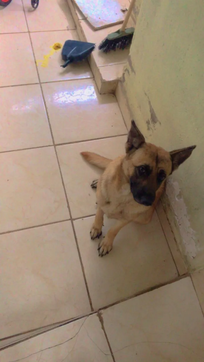 Cachorro ra a Pastor alemão não puro idade 2 anos nome Maya