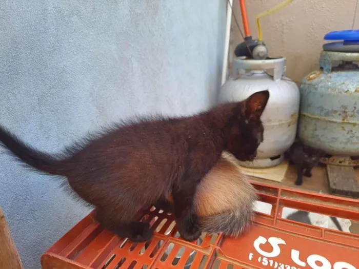 Gato ra a SRD-ViraLata idade Abaixo de 2 meses nome sem nomes