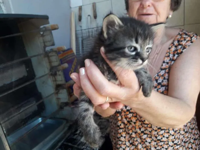 Gato ra a SRD-ViraLata idade Abaixo de 2 meses nome sem nomes