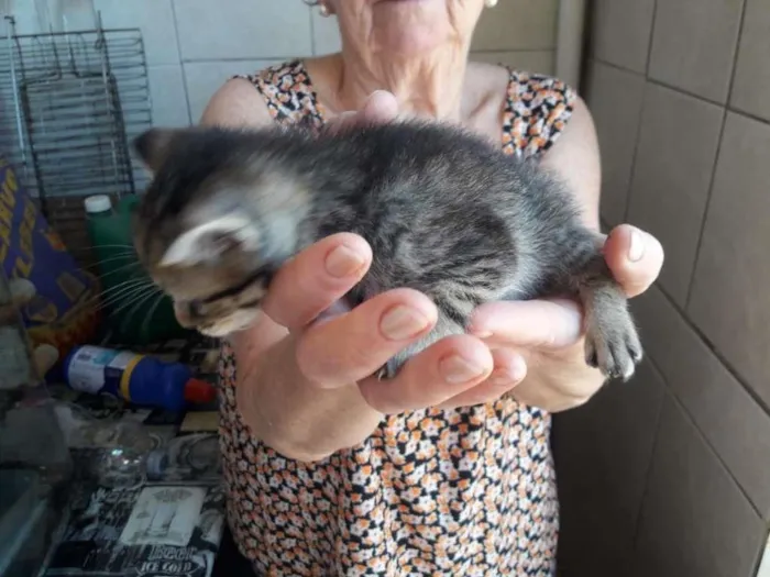 Gato ra a SRD-ViraLata idade Abaixo de 2 meses nome sem nomes