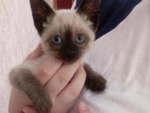 Gato raça Siamês idade 2 a 6 meses nome Sem nome