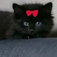 Sofia 
