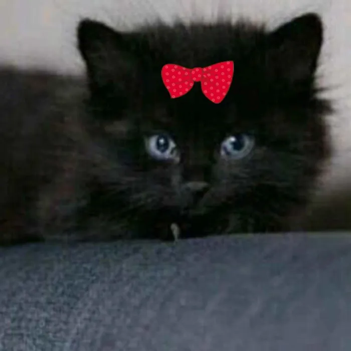 Gato ra a Angora  idade 2 a 6 meses nome Sofia 