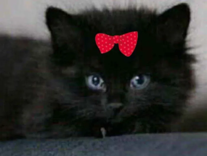 Gato ra a Angora  idade 2 a 6 meses nome Sofia 