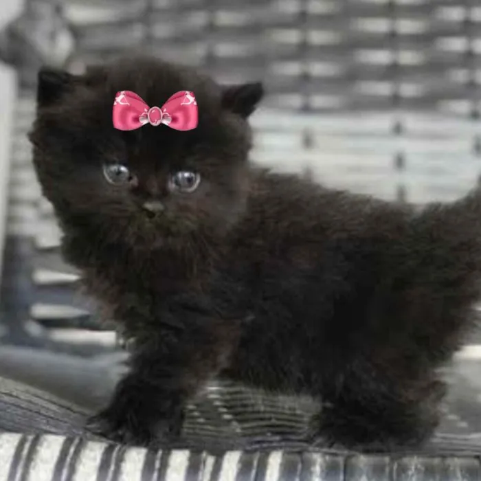 Gato ra a Angora  idade 2 a 6 meses nome Rubi 