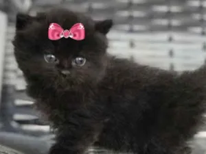 Gato raça Angora  idade 2 a 6 meses nome Rubi 