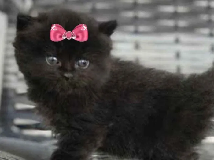 Gato ra a Angora  idade 2 a 6 meses nome Rubi 
