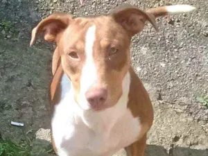 Cachorro raça  idade 7 a 11 meses nome Darah