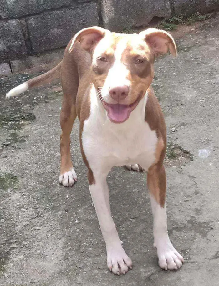 Cachorro raça  idade 7 a 11 meses nome Darah