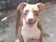 Cachorro raça  idade 7 a 11 meses nome Darah