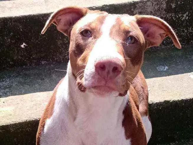 Cachorro raça  idade 7 a 11 meses nome Darah