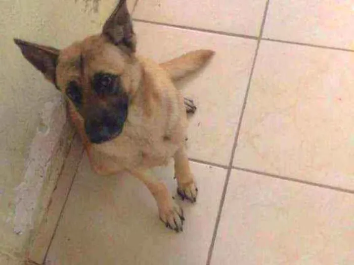 Cachorro ra a Pastor alemão não puro idade 2 anos nome Maya