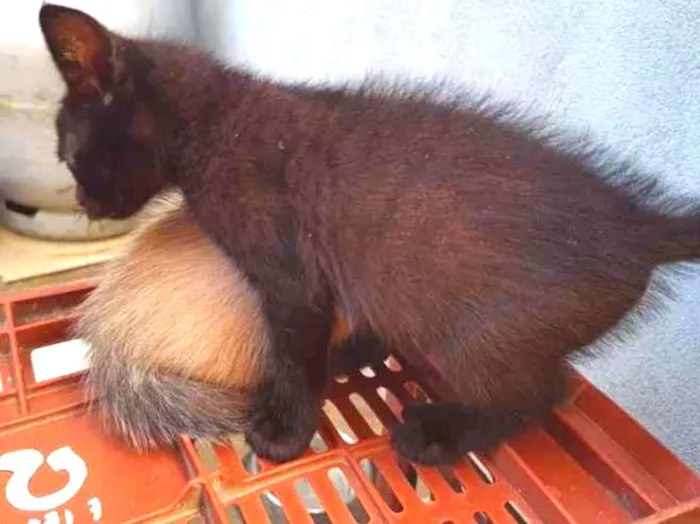 Gato ra a SRD-ViraLata idade Abaixo de 2 meses nome sem nomes