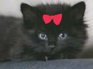 Gato raça Angora  idade 2 a 6 meses nome Sofia 