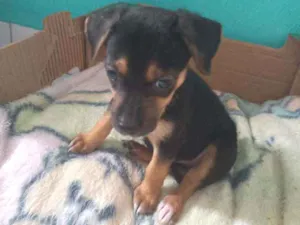 Cachorro raça SRD idade 2 a 6 meses nome Brutus