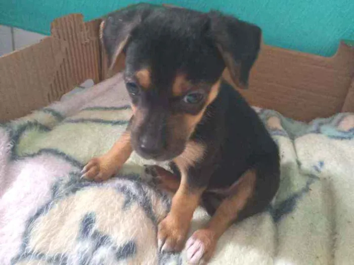 Cachorro raça SRD idade 2 a 6 meses nome Brutus