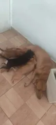 Lola e filhotes