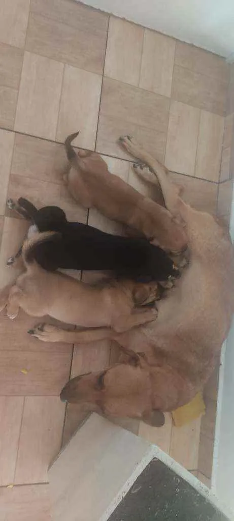 Cachorro ra a Raciado  idade Abaixo de 2 meses nome Lola e filhotes