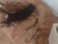 Lola e filhotes