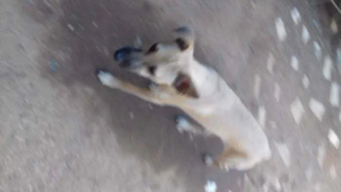 Cachorro raça SRD idade 2 a 6 meses nome Não  tem