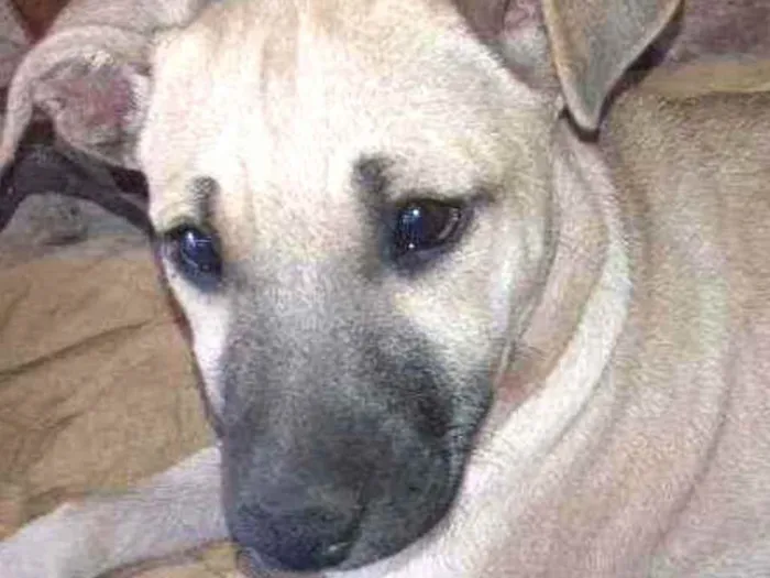Cachorro raça SRD idade 2 a 6 meses nome Não  tem