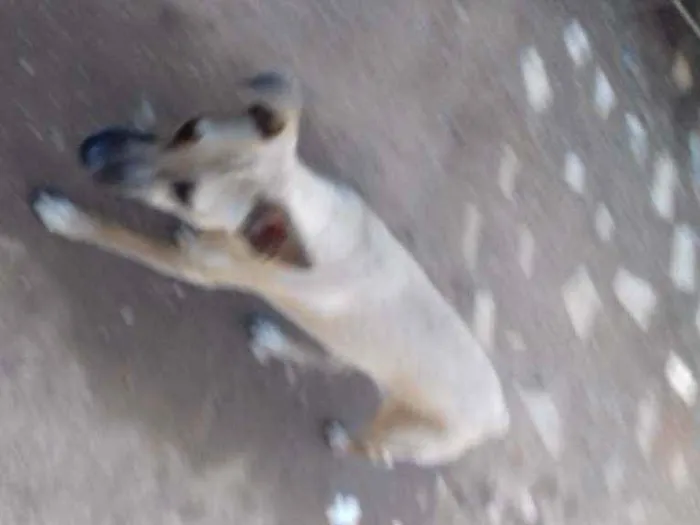 Cachorro raça SRD idade 2 a 6 meses nome Não  tem