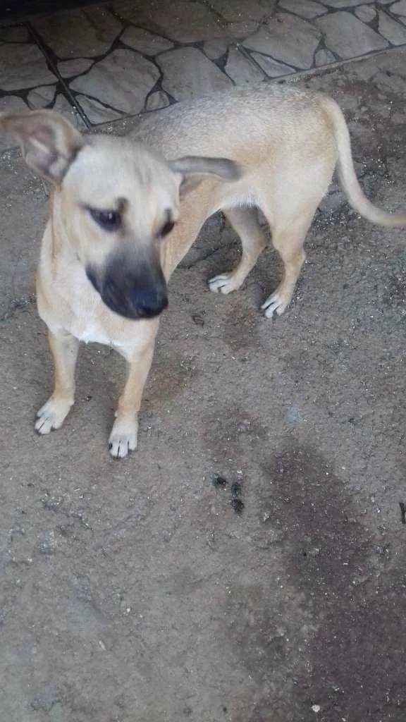 Cachorro raça SRD idade 2 a 6 meses nome Não  tem