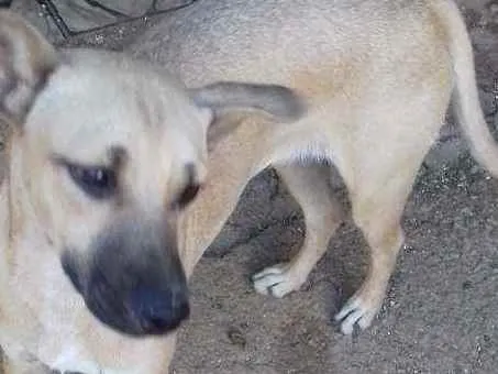 Cachorro raça SRD idade 2 a 6 meses nome Não  tem
