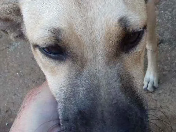 Cachorro raça SRD idade 2 a 6 meses nome Não  tem