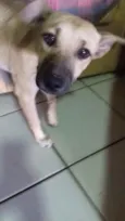 Não  tem