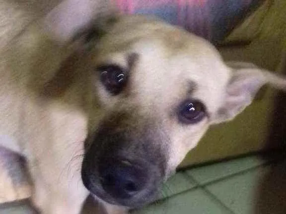 Cachorro raça SRD idade 2 a 6 meses nome Não  tem