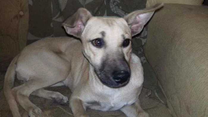 Cachorro raça SRD idade 2 a 6 meses nome Não  tem