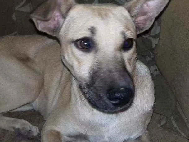 Cachorro raça SRD idade 2 a 6 meses nome Não  tem