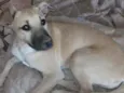 Bonguinha 