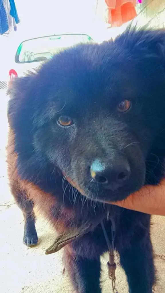 Cachorro ra a Chowchow idade 2 anos nome Chiclete