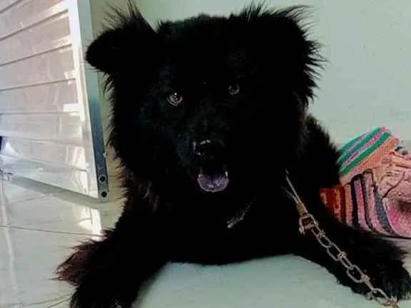 Cachorro ra a Chowchow idade 2 anos nome Chiclete