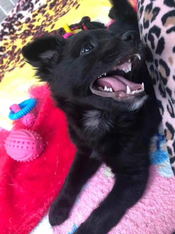 Cachorro raça SRD  idade Abaixo de 2 meses nome Sem Nome