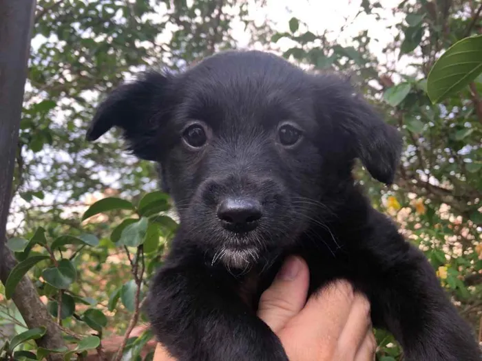 Cachorro raça SRD  idade Abaixo de 2 meses nome Sem Nome