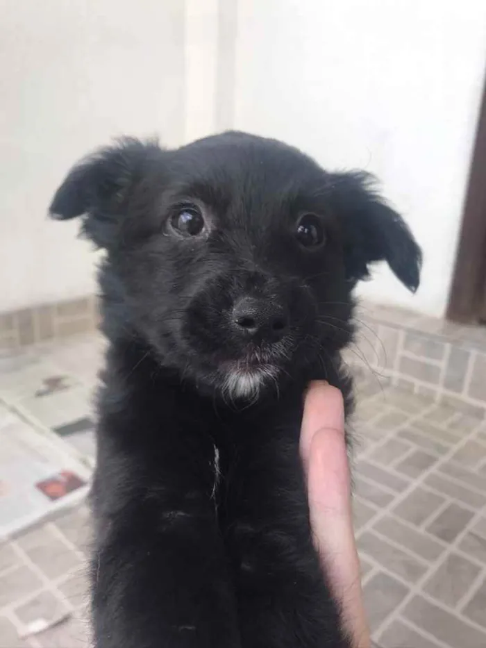 Cachorro raça SRD  idade Abaixo de 2 meses nome Sem Nome