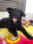 Cachorro raça SRD  idade Abaixo de 2 meses nome Sem Nome