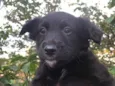 Cachorro raça SRD  idade Abaixo de 2 meses nome Sem Nome