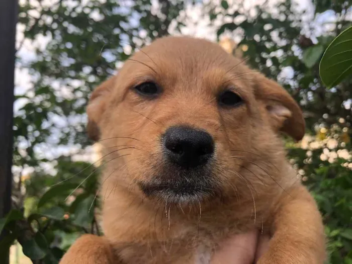 Cachorro raça SRD idade Abaixo de 2 meses nome Sem nome