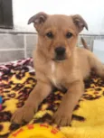Cachorro raça SRD idade Abaixo de 2 meses nome Sem nome