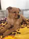 Cachorro raça SRD idade Abaixo de 2 meses nome Sem nome